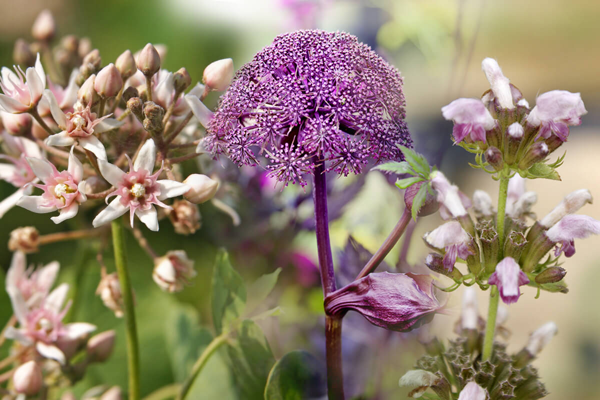 flowers-menoelle